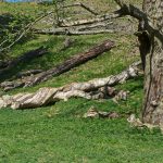 StudleyTwistyTrees
