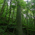 HebdenChimney