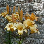 MelroseAbbeyFlowers MelroseAbbeyFlowers