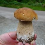 GlencoeCep