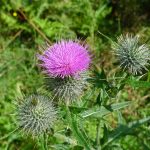 Thistle 2
