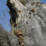 WirksworthFungusTree WirksworthFungusTree