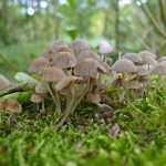 GAPBonnets