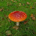 GAPFlyAgaric