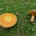 GAPLarchBoletes