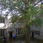 SkiptonCastleYew