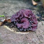 EdenJelly