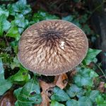 EdenVeinedPluteus