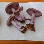 HighWoodHaul