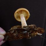 HighWoodJMycelium