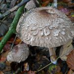 HighWoodShaggyParasol