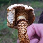 ShaggyPholiota2