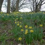 Daffs Daffs