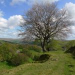 CalderValleyWalkTree