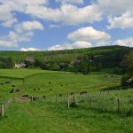 WalkCows