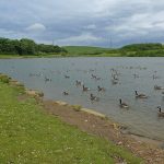 HerringtonPark2