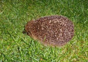 Camping hedgehog