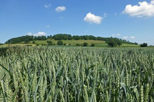 Wheat field