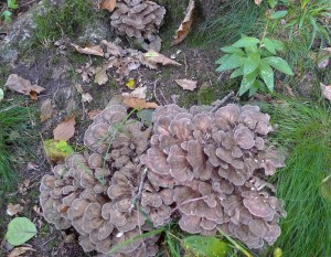 Grifola Frondosa