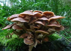 Honey Fungus