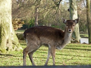 Whitworth deer