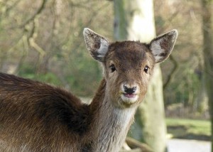 Whitworth deer zoom