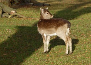 Whitworth fawn