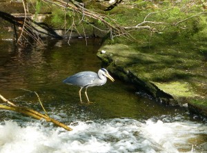 Heron