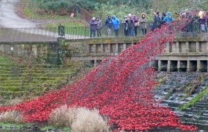 YSP poppies