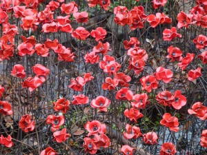 YSPpoppies closeup