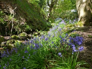 Calderdale bluebells