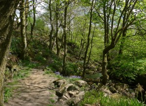 Calderdale bluebells