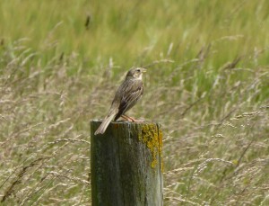 Bird on post