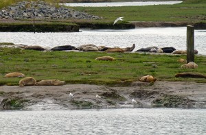 Seal Sands
