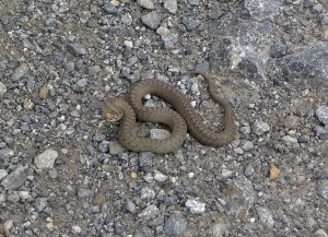 St Ours Snake
